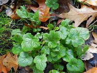 Geum urbanum 11, Geel nagelkruid, Saxifraga-Rutger Barendse