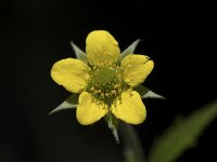 Geum urbanum 15, Geel nagelkruid, Saxifraga-Willem van Kruijsbergen