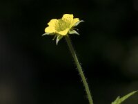 Geum urbanum 16, Geel nagelkruid, Saxifraga-Willem van Kruijsbergen