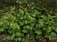 Geum urbanum 17, Geel nagelkruid, Saxifraga-Ed Stikvoort