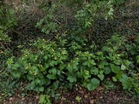 Geum urbanum 20, Geel nagelkruid, Saxifraga-Ed Stikvoort