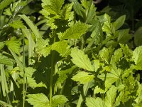 Geum urbanum 22, Geel nagelkruid, Saxifrage-Jan van der Straaten