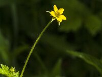 Geum urbanum 23, Geel nagelkruid, Saxifrage-Jan van der Straaten