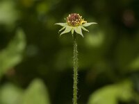 Geum urbanum 24, Geel nagelkruid, Saxifrage-Jan van der Straaten