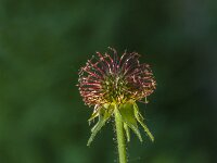 Geum urbanum 25, Geel nagelkruid, Saxifrage-Jan van der Straaten