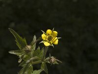 Geum urbanum 3, Geel nagelkruid, Saxifraga-Jan van der Straaten