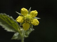 Geum urbanum 4, Geel nagelkruid, Saxifraga-Marijke Verhagen