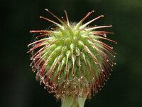 Geum urbanum 5, Geel nagelkruid, Saxifraga-Marijke Verhagen