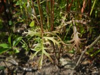 Gilia achilleifolia