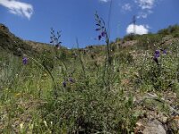 Gladiolus atroviolaceus 2, Saxifraga-Ed Stikvoort : Sisian - Vayk - Hermon A900