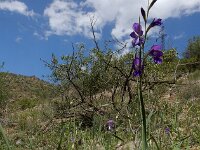 Gladiolus atroviolaceus 3, Saxifraga-Ed Stikvoort : Sisian - Vayk - Hermon s9900
