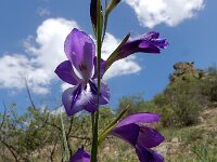 Gladiolus atroviolaceus 4, Saxifraga-Ed Stikvoort : Sisian - Vayk - Hermon s9900