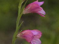 Gladiolus communis 4, Saxifraga-Jan van der Straaten