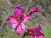 Gladiolus illyricus 11, Saxifraga-Ed Stikvoort