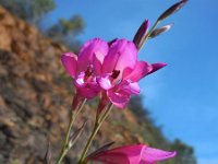 Gladiolus illyricus 12, Saxifraga-Ed Stikvoort