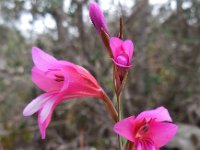 Gladiolus illyricus 13, Saxifraga-Ed Stikvoort