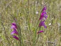 Gladiolus illyricus 25, Saxifraga-Willem van Kruijsbergen