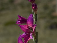 Gladiolus illyricus 6, Saxifraga-Willem van Kruijsbergen