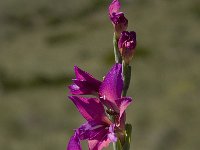 Gladiolus illyricus 7, Saxifraga-Willem van Kruijsbergen