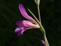 Gladiolus illyricus 8, Saxifraga-Jan van der Straaten