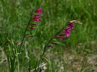 Gladiolus italicus