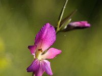 Gladiolus italicus 10, Saxifraga-Elisabeth Raboin