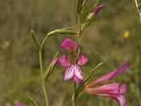 Gladiolus italicus 13, Saxifraga-Willem van Kruijsbergen