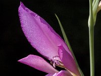 Gladiolus italicus 14, Saxifraga-Willem van Kruijsbergen