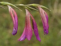 Gladiolus italicus 15, Saxifraga-Jan van der Straaten