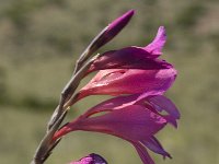 Gladiolus italicus 16, Saxifraga-Jan van der Straaten