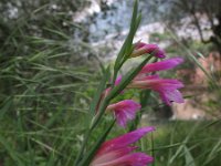 Gladiolus italicus 18, Saxifraga-Rutger Barendse