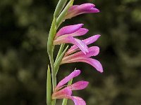 Gladiolus italicus 19, Saxifraga-Jan van der Straaten