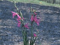 Gladiolus italicus 2, Saxifraga-Jan van der Straten