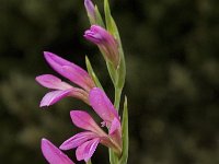 Gladiolus italicus 20, Saxifraga-Jan van der Straaten