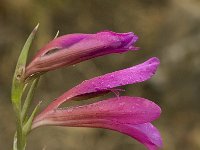 Gladiolus italicus 21, Saxifraga-Willem van Kruijsbergen