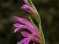 Gladiolus italicus 22, Saxifraga-Willem van Kruijsbergen