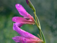 Gladiolus italicus 26, Saxifraga-Harry Jans