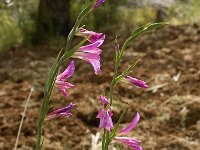 Gladiolus italicus 4, Saxifraga-Jan van der Straaten