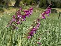 Gladiolus italicus 5, Saxifraga-Jan van der Straaten