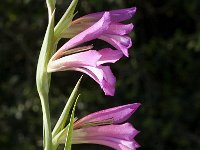 Gladiolus italicus 7, Saxifraga-Jan van der Straaten