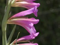 Gladiolus italicus 8, Saxifraga-Jan van der Straaten