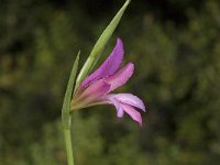 Gladiolus italicus 9, Saxifraga-Jan van der Straaten