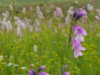 Gladiolus kotschyanus 1, Saxifraga-Ed Stikvoort