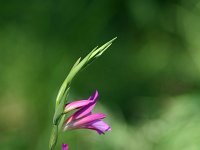 Gladiolus segetum 1, Saxifraga-Dirk Hilbers