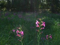 Gladiolus segetum 2, Saxifraga-Dirk Hilbers