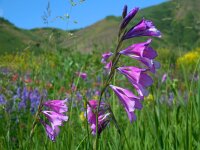 Gladiolus tenuis