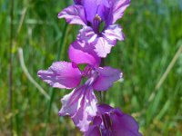 Gladiolus tenuis 3, Saxifraga-Ed Stikvoort