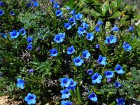 Glandora prostrata 4, Saxifraga-Ed Stikvoort