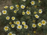 Glebionis coronaria 29, Gekroonde ganzenbloem, Saxifraga-Willem van Kruijsbergen