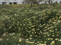 Glebionis coronaria 30, Gekroonde ganzenbloem, Saxifraga-Willem van Kruijsbergen